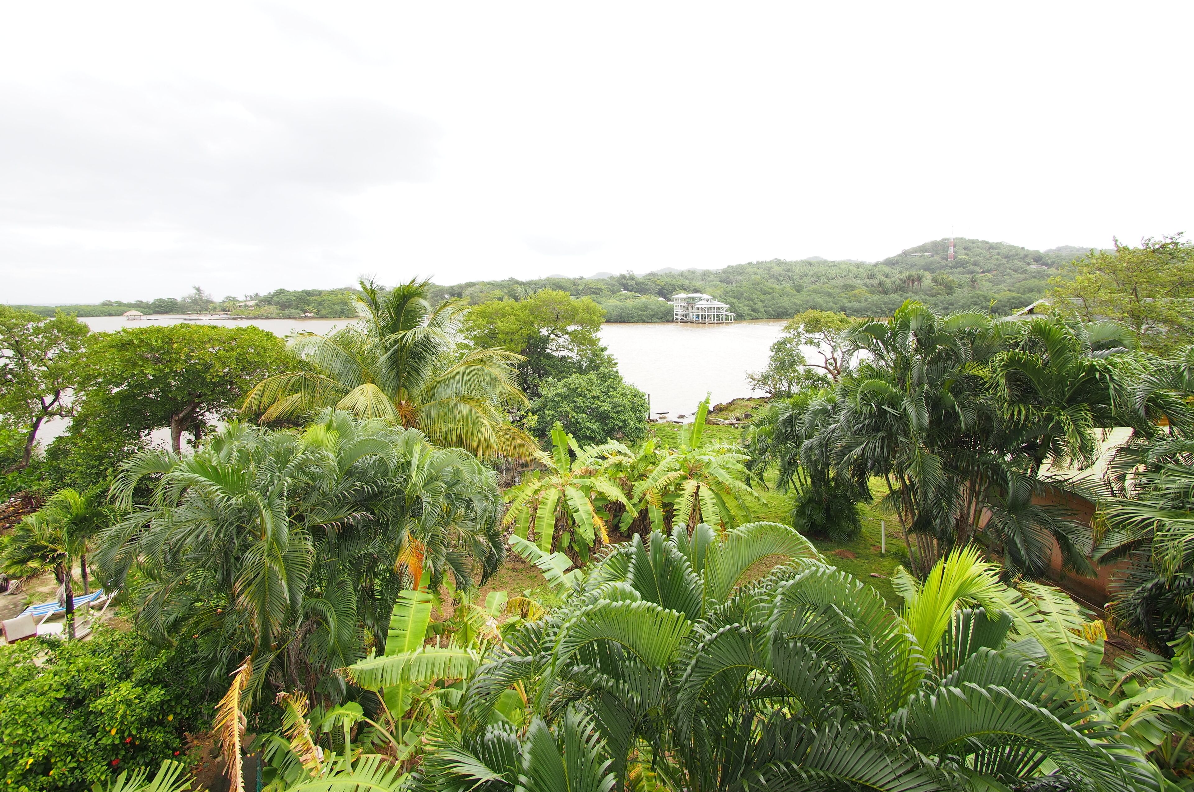 Un paysage tropical luxuriant, caractérisé par une végétation dense et une étendue d’eau.