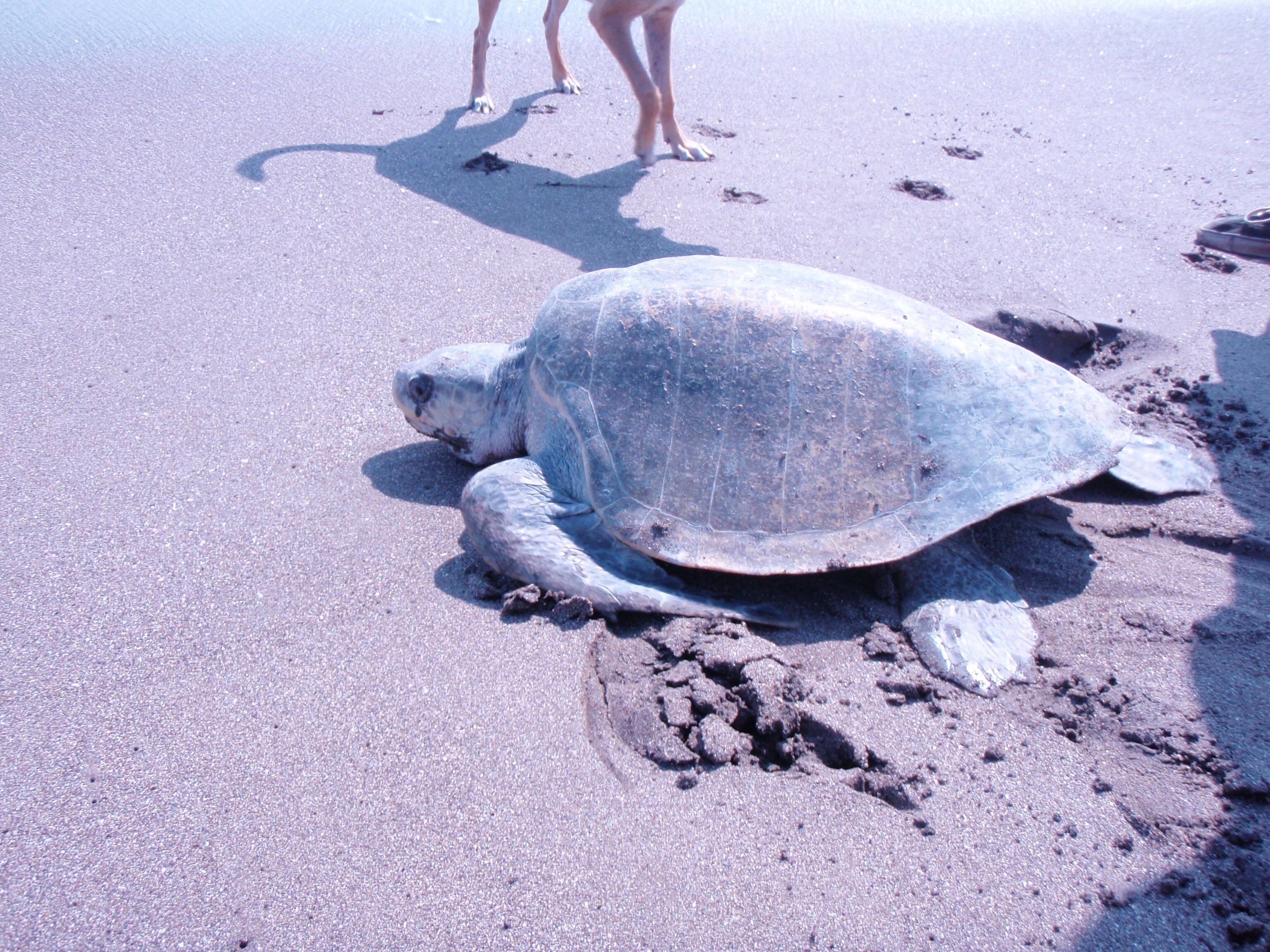 A large sea turtle on a sandy beach with footprints and a shadow of a person in the background.