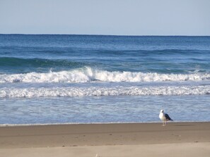 Una playa con olas y una gaviota.