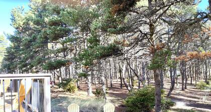 Playa Dory Pointe, que admite mascotas, respalda al bosque