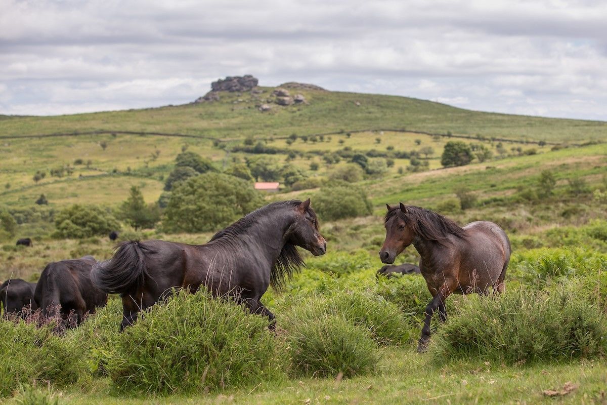 A group of horses in a grassy field with a hill and a small building in the background.