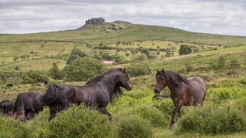 A group of horses in a grassy field with a hill and a small building in the background.