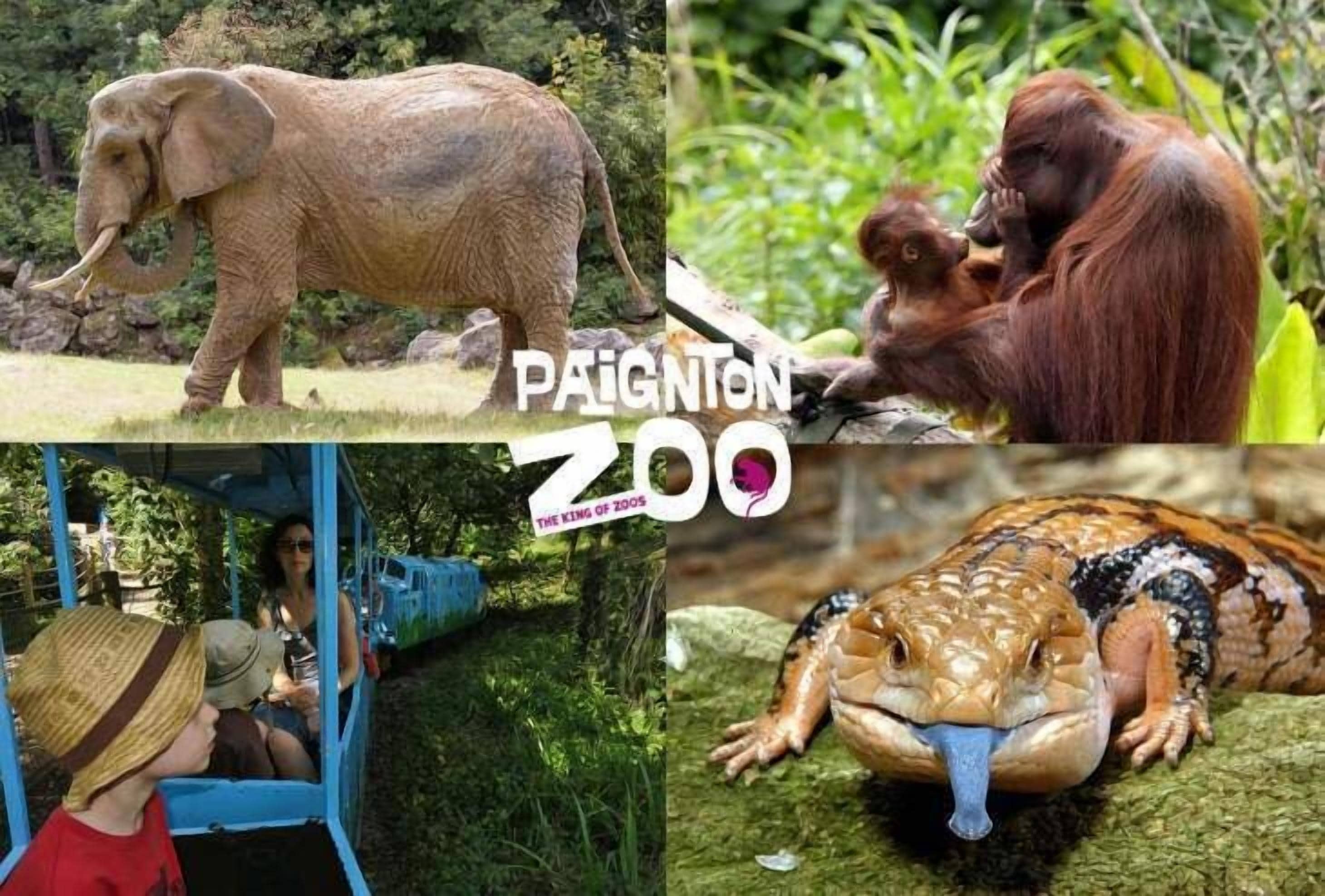 Un zoológico con un elefante, orangutanos y una lagartija.