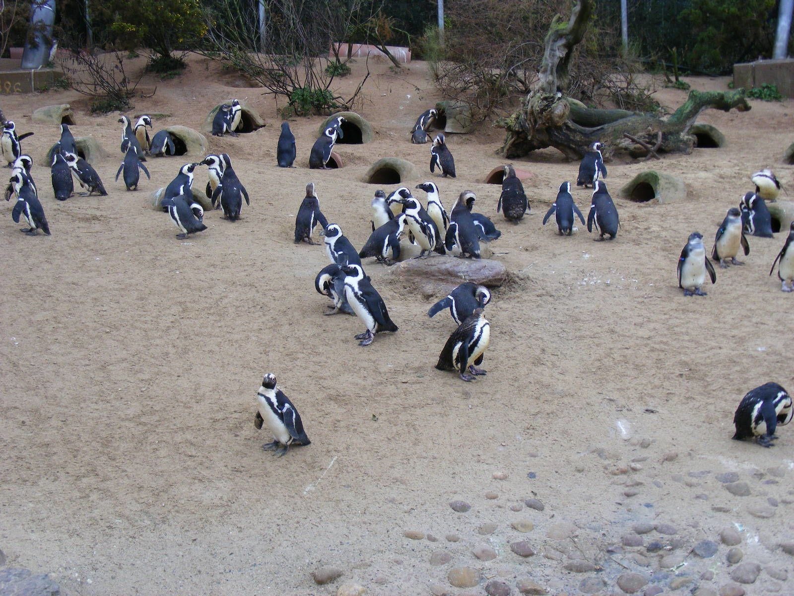 A group of penguins in an outdoor enclosure with sandy ground and some rocks.