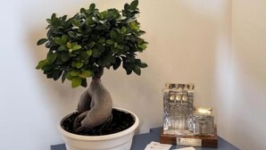 Un bonsái en maceta sobre un pedestal, un trofeo y una lámpara de pared.