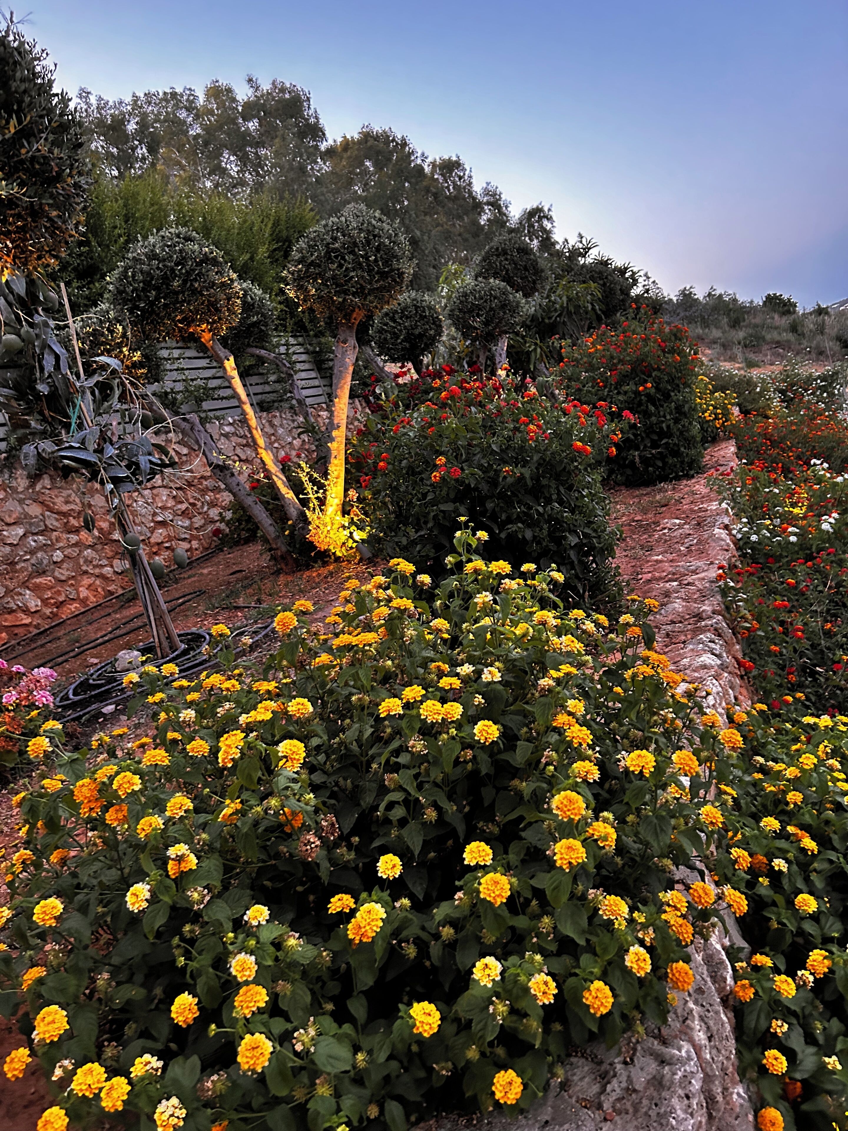 Un jardin agrémenté de diverses plantes à fleurs et doté d’un mur en pierre.