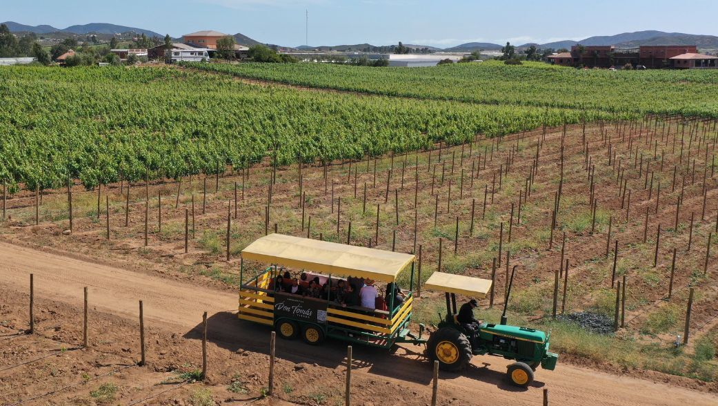 Viñedo con hileras de vid y un vehículo amarillo con personas en un camino de tierra.