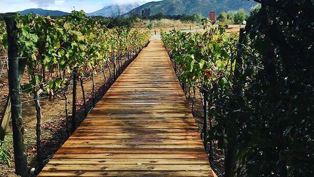 A wooden pathway leading through rows of grapevines in a vineyard. - Don Tomas Viñedo Cabañas (Valle de Guadalupe)
