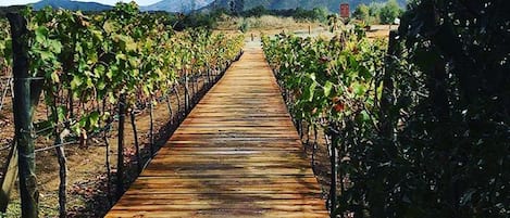 Azienda vinicola