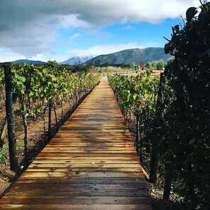 A wooden pathway leading through rows of grapevines in a vineyard. - Don Tomas Viñedo Cabañas (Valle de Guadalupe)