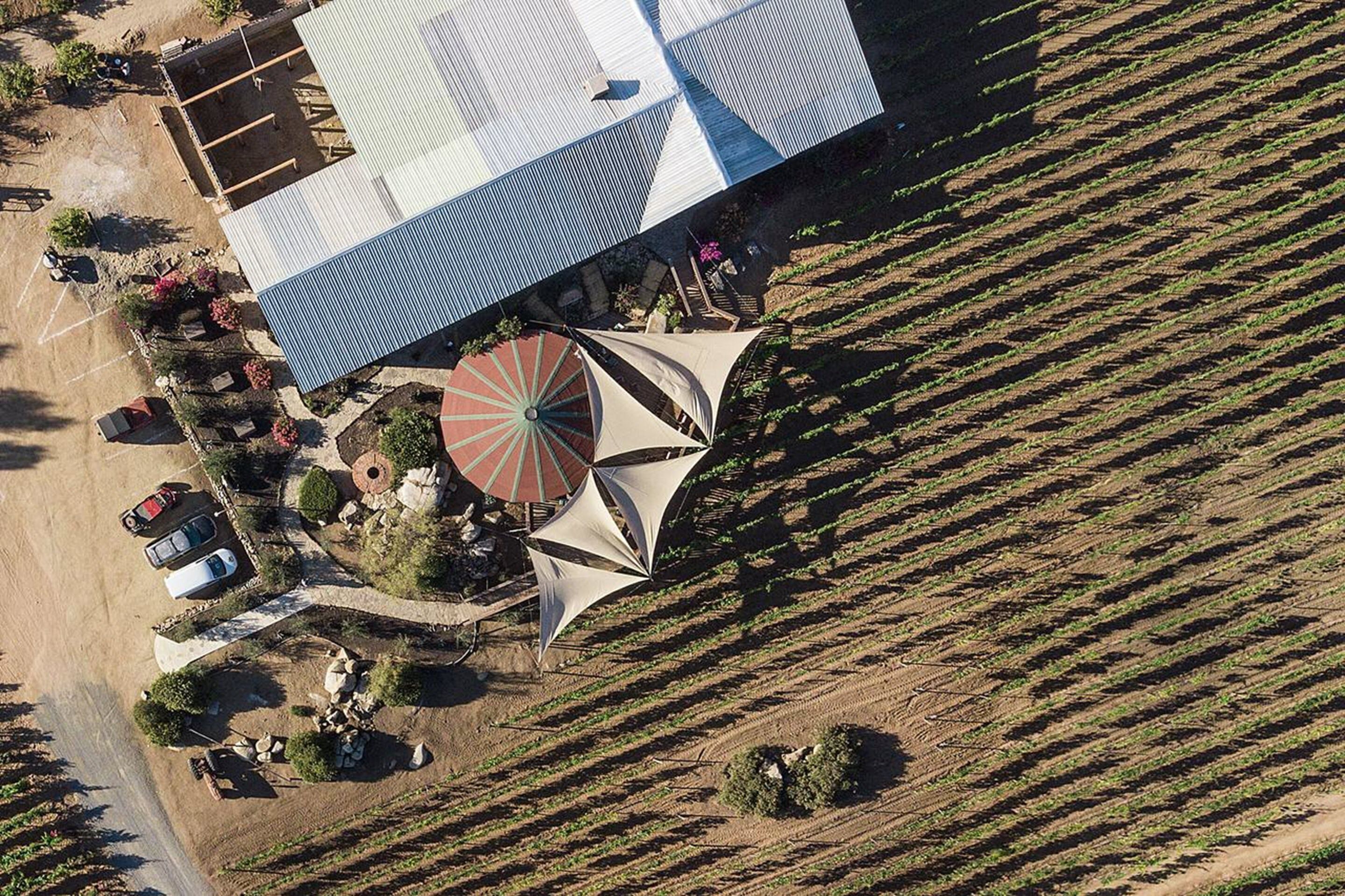 Vue aérienne d’un vignoble avec des rangées de vignes, un bâtiment doté d’un toit bleu et une grande structure en forme de parasol.