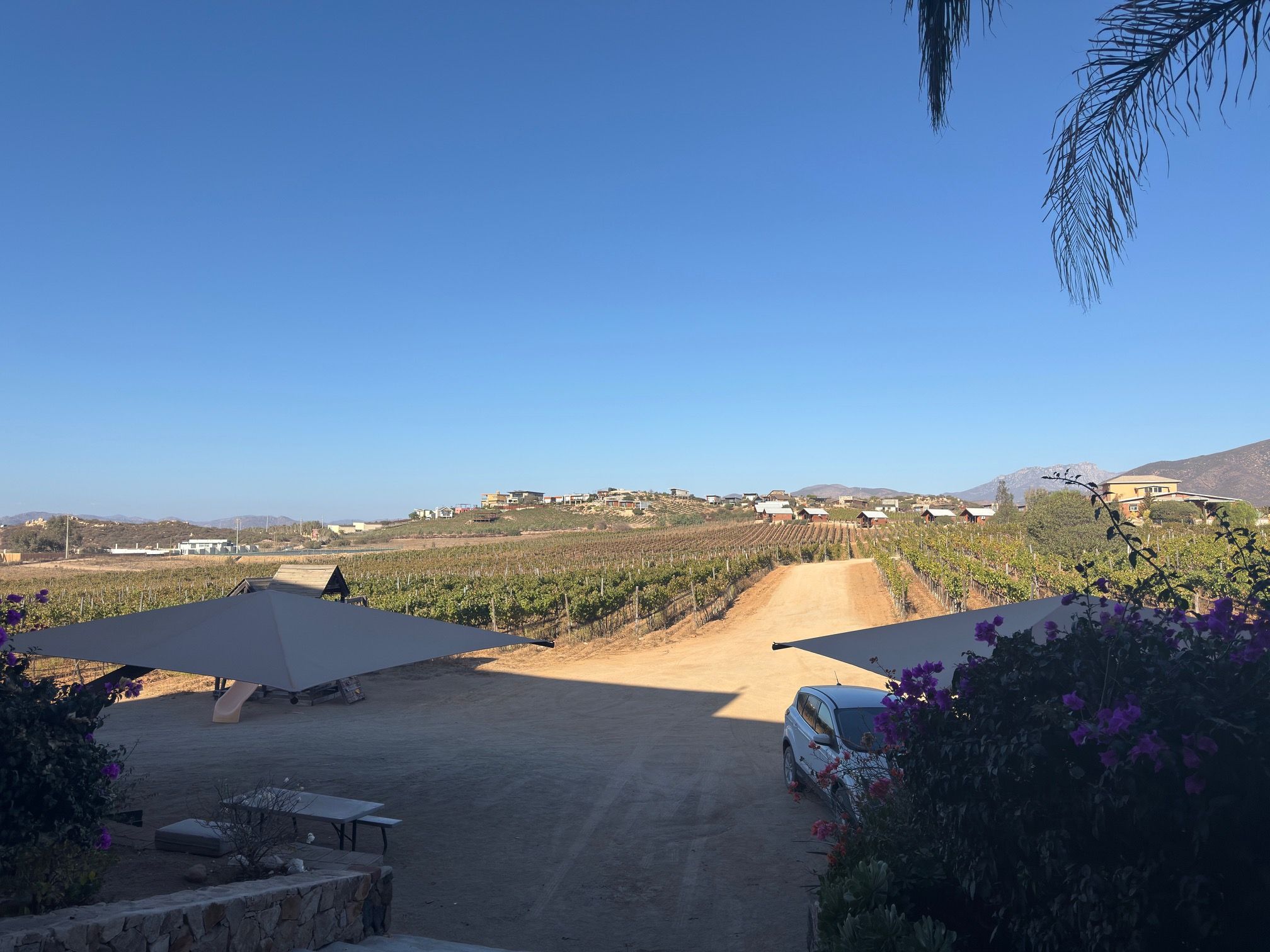 A vineyard with rows of grapevines, a dirt road, and a clear blue sky.