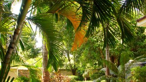 Un sendero en un jardín rodeado de vegetación exuberante y palmeras.