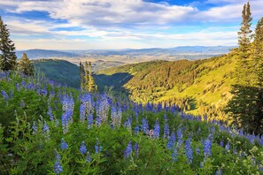 A mountainous landscape with a valley, dense forest, and wildflowers. - The Residences at Blackstone (Park City)