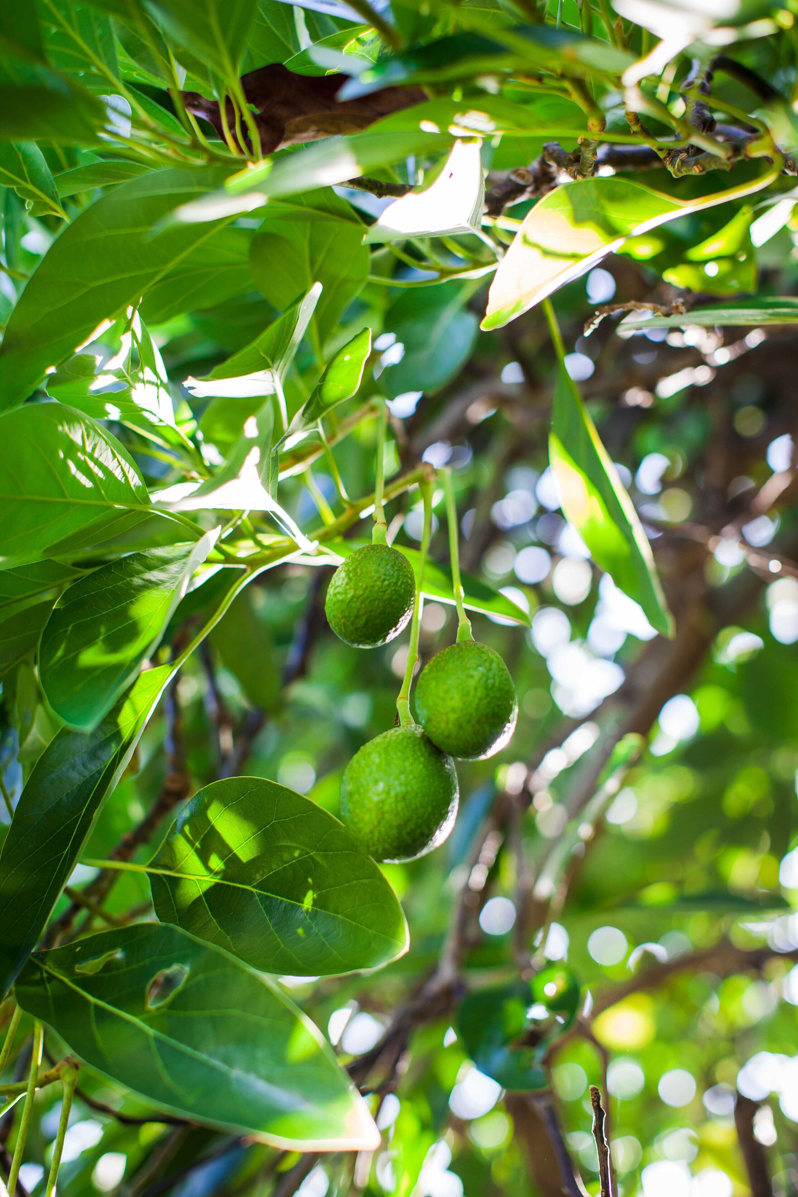 Kona Coast View Guest Apartment -long term renters welcome! - Photo 23