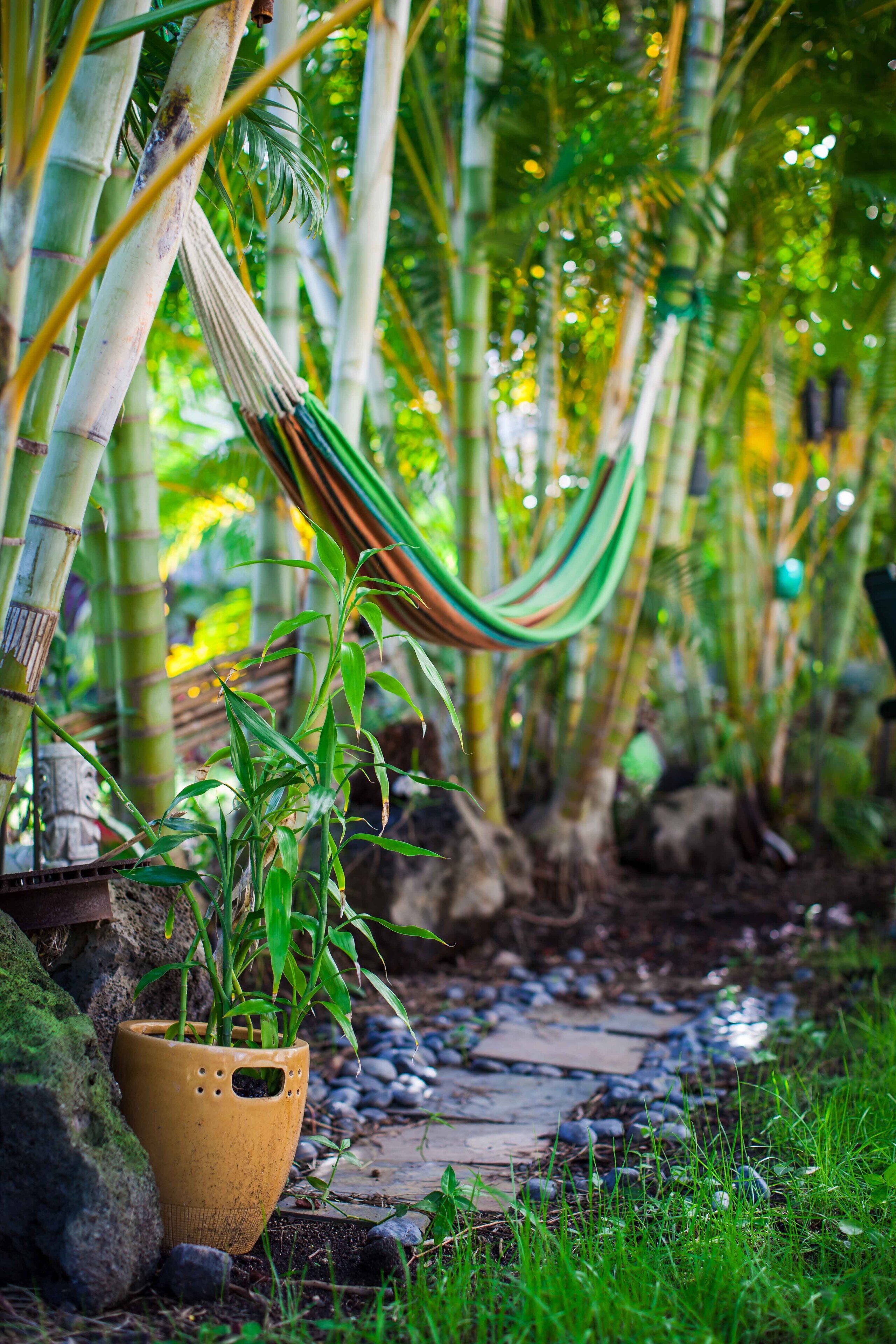 Kona Coast View Guest Apartment -long term renters welcome! - Photo 11