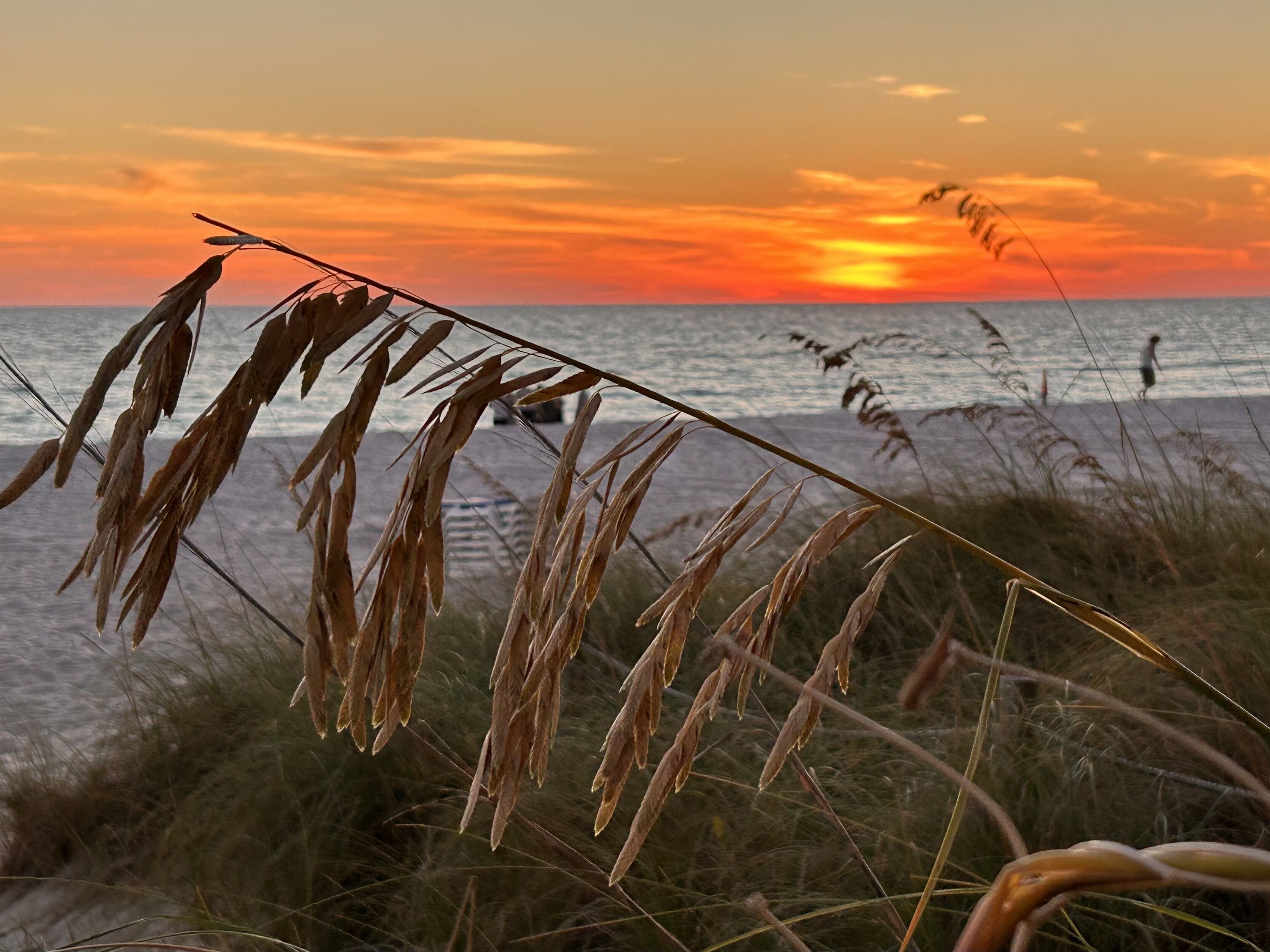 Ein Strand bei Sonnenuntergang, im Vordergrund hohes Gras.