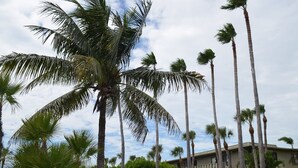 A building surrounded by tall palm trees. - Westbay Point Moorings 214 2 Bedroom Condo by RedAwning (Holmes Beach)