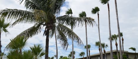 Apartment, 2 Schlafzimmer | Außenbereich