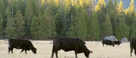 A field with grazing cows and a forest in the background.