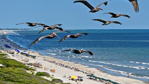 Una playa con una vista despejada del océano y un grupo de pelícanos volando.