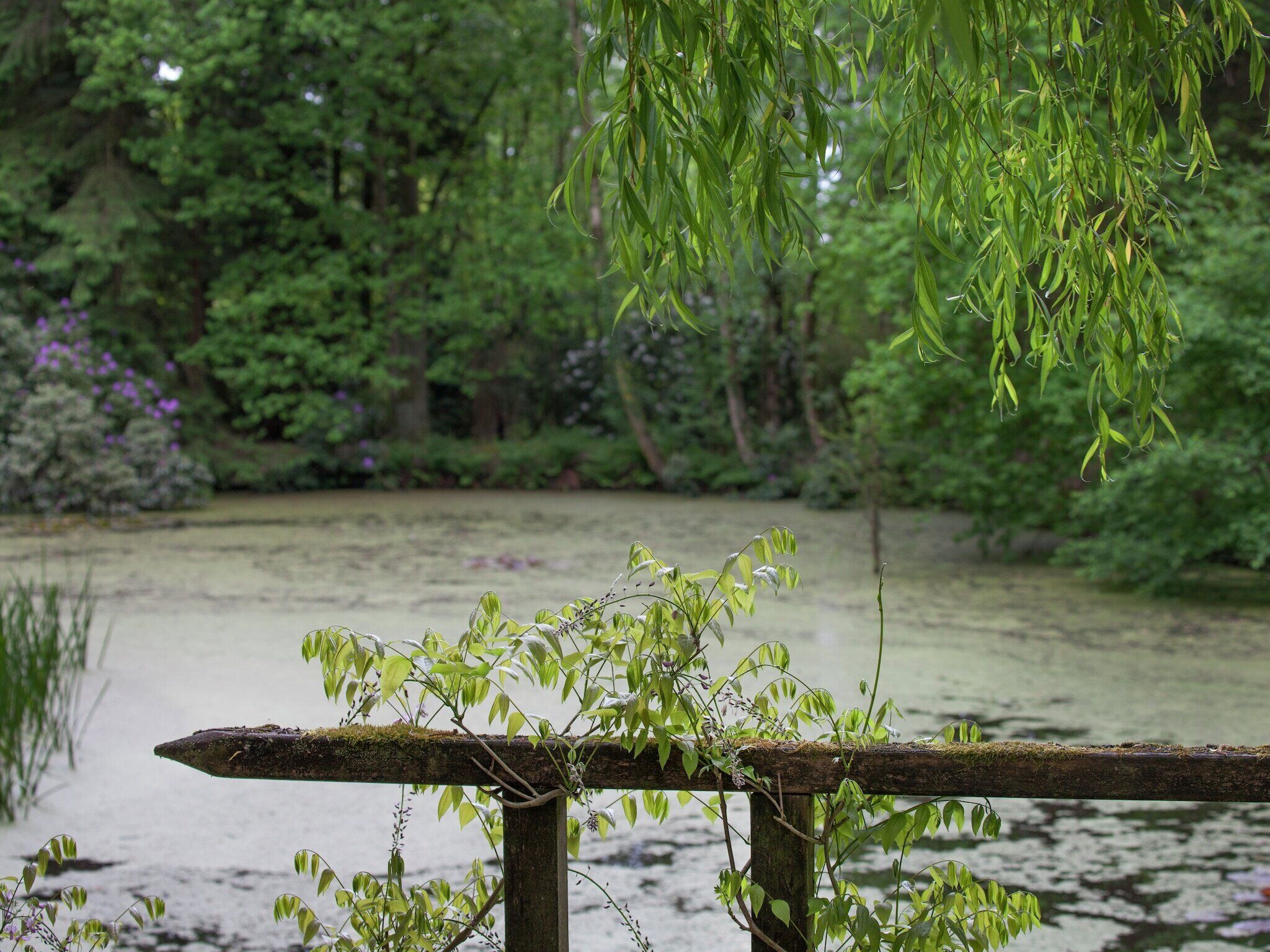 Garten [Sommer]