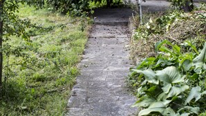 A narrow stone pathway flanked by lush greenery and trees.