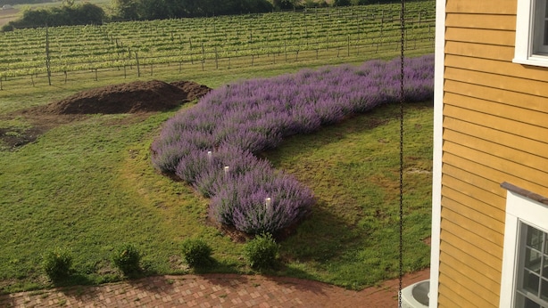 Viñedo con hileras de vides y una sección de arbustos de lavanda.