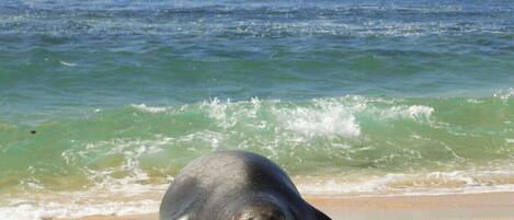 A sea turtle on a sandy beach with waves in the background.