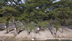 A natural setting with trees, a small body of water, and picnic tables.