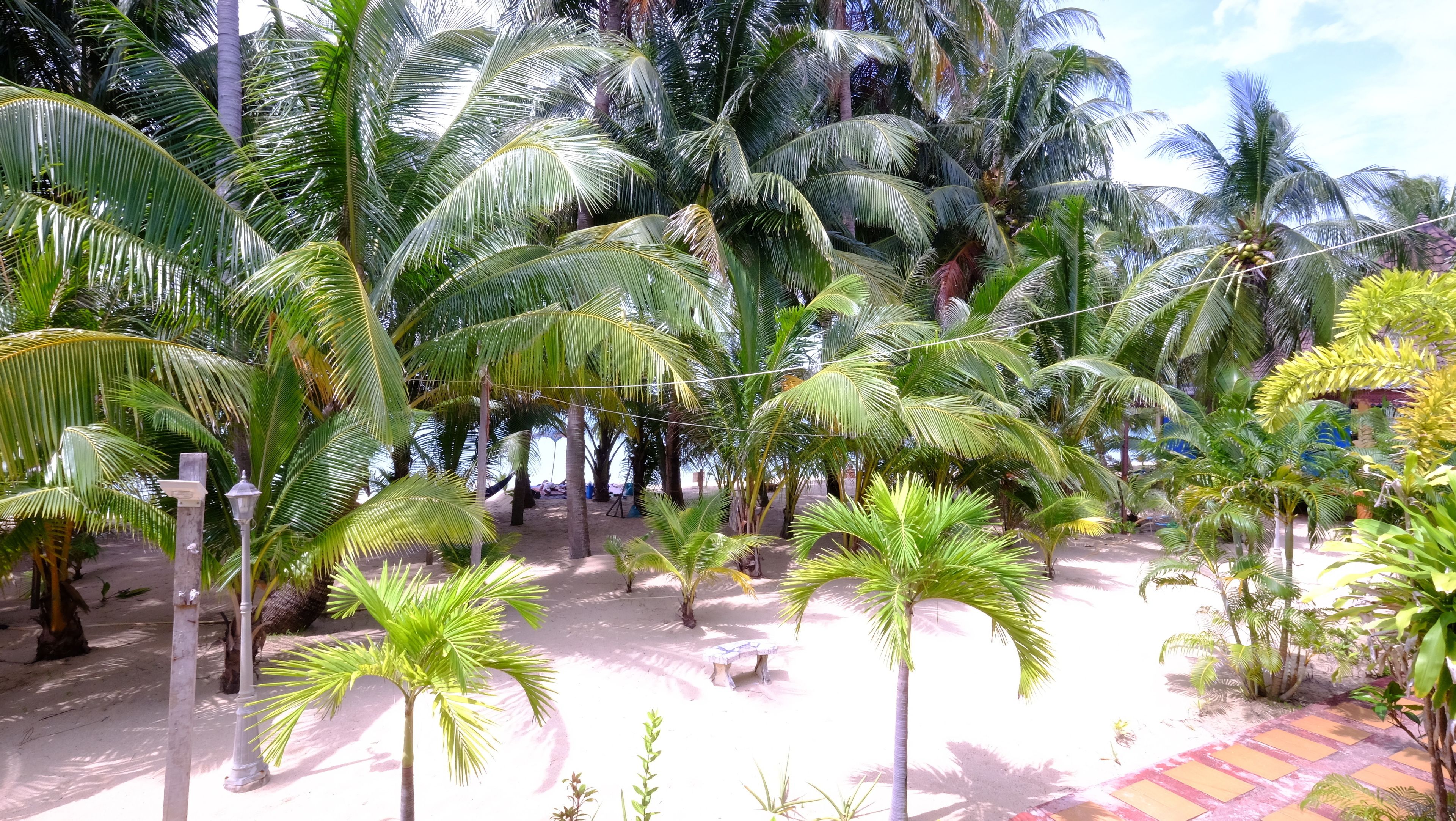 A tropical garden with palm trees and a paved walkway.