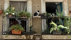 Un balcon avec des plantes en pot, un chat et une fenêtre avec des rideaux.