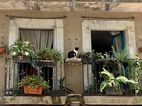 A balcony with potted plants, a cat, and a window with curtains.