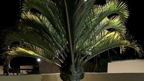 En palm med ljusslingor virade runt stammen, placerad på en plattbelagd yta med en vägg och en liten växt i närheten.