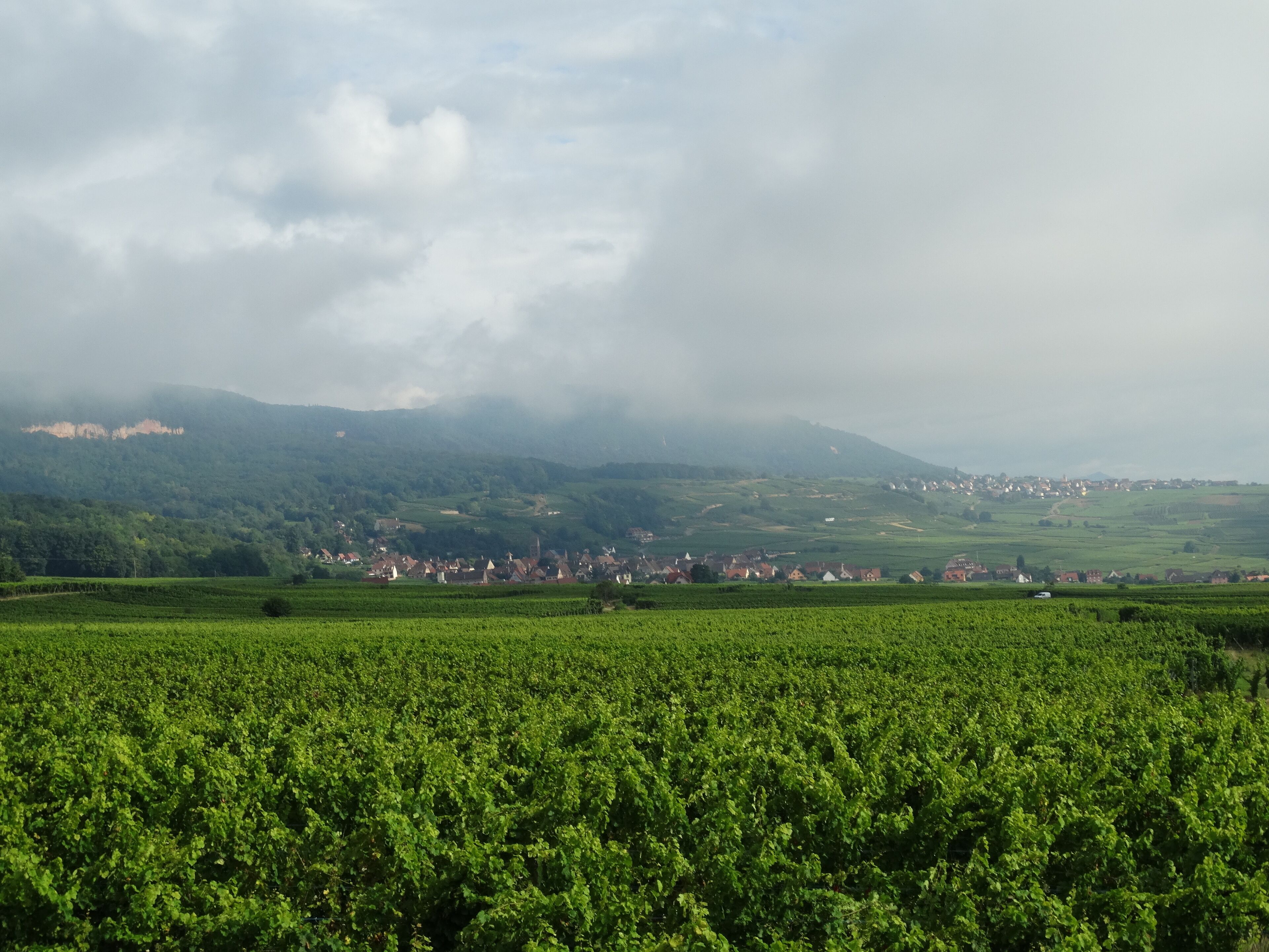 Viñedos con hileras de vid y un pequeño pueblo al fondo.