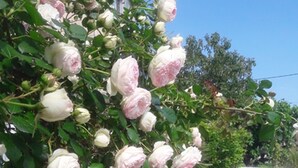 Un jardín con rosales en flor y una silla azul.