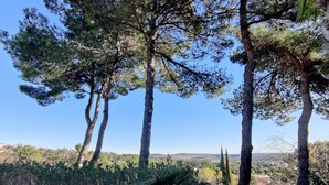 A potted plant on a stone ledge with a view of tall pine trees and a distant landscape. - Independent apartment in Languedoc villa with panoramic views (Combaillaux)