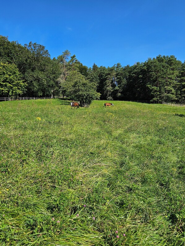 Un campo cubierto de césped con árboles al fondo.