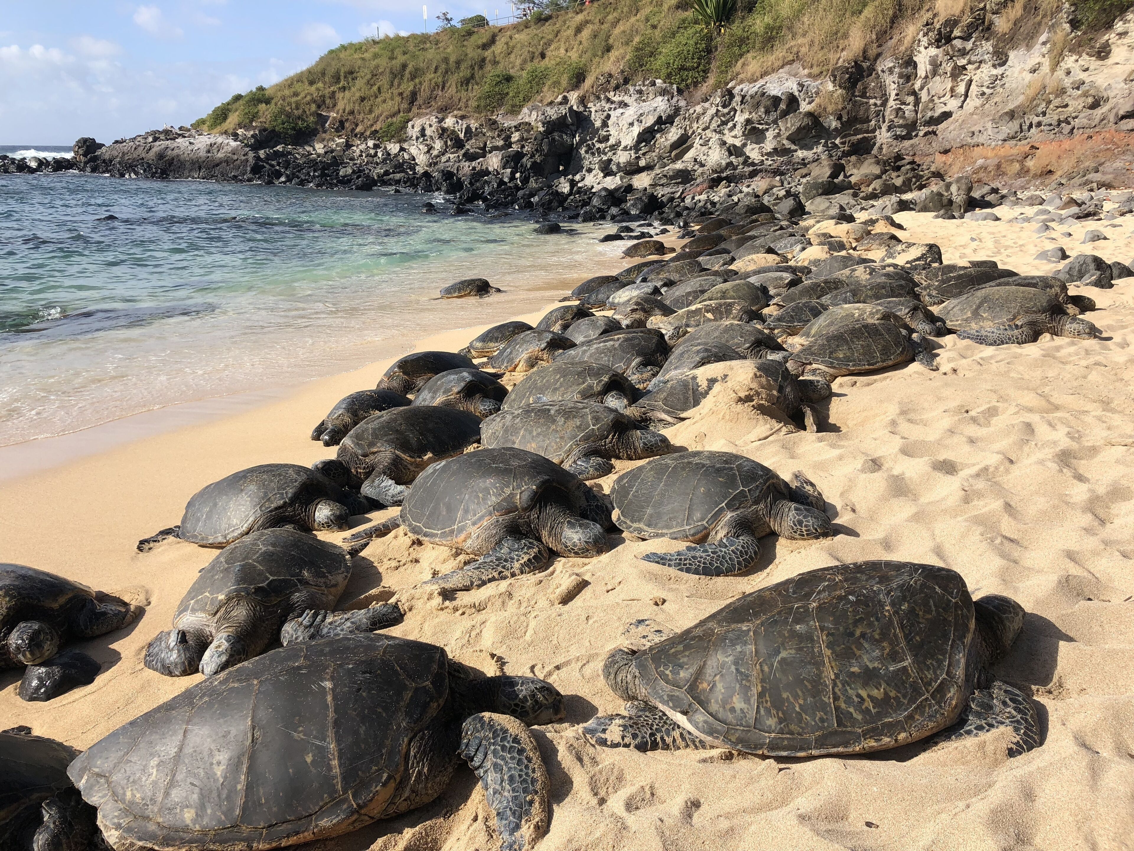 Una playa con numerosas tortugas marinas descansando sobre la arena cerca del agua.