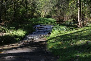 A natural stream with a narrow path beside it, surrounded by dense greenery and trees. - Creekside Cabin Getaway (Winona)