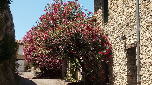 Una estrecha calle adoquinada flanqueada por edificios de piedra, con un gran árbol en flor en el centro.