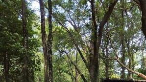 A forested area with several Adirondack chairs in various colors. - Cozy 2 Bedroom Cottage Walking Distance to the Beach (Zurich)