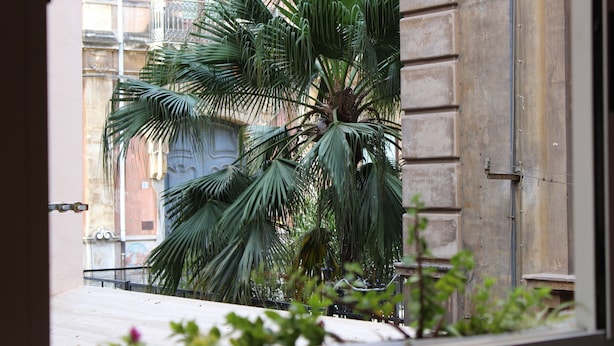 A view of a building with a large palm tree in front of it. - B&B Aloi Rooms (Catania)
