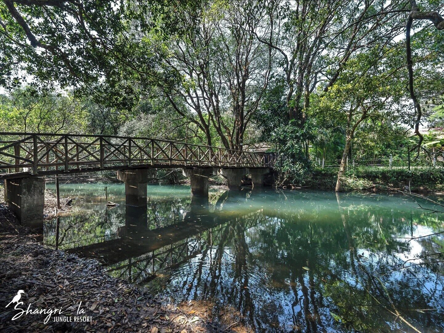 A wooden bridge over a calm river surrounded by dense trees.
