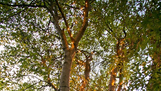 Un árbol con luces de cuerda enrolladas en su tronco y ramas.