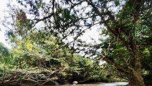 A river flowing through a forested area with rocks and trees. - Vista Hermosa (San Rafael)