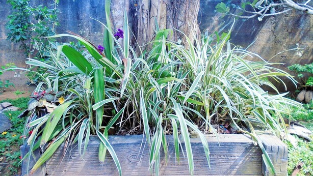 Comfort Shared Dormitory, Multiple Beds, Non Smoking | View from room - Ceylon hostel-galle (Unawatuna)