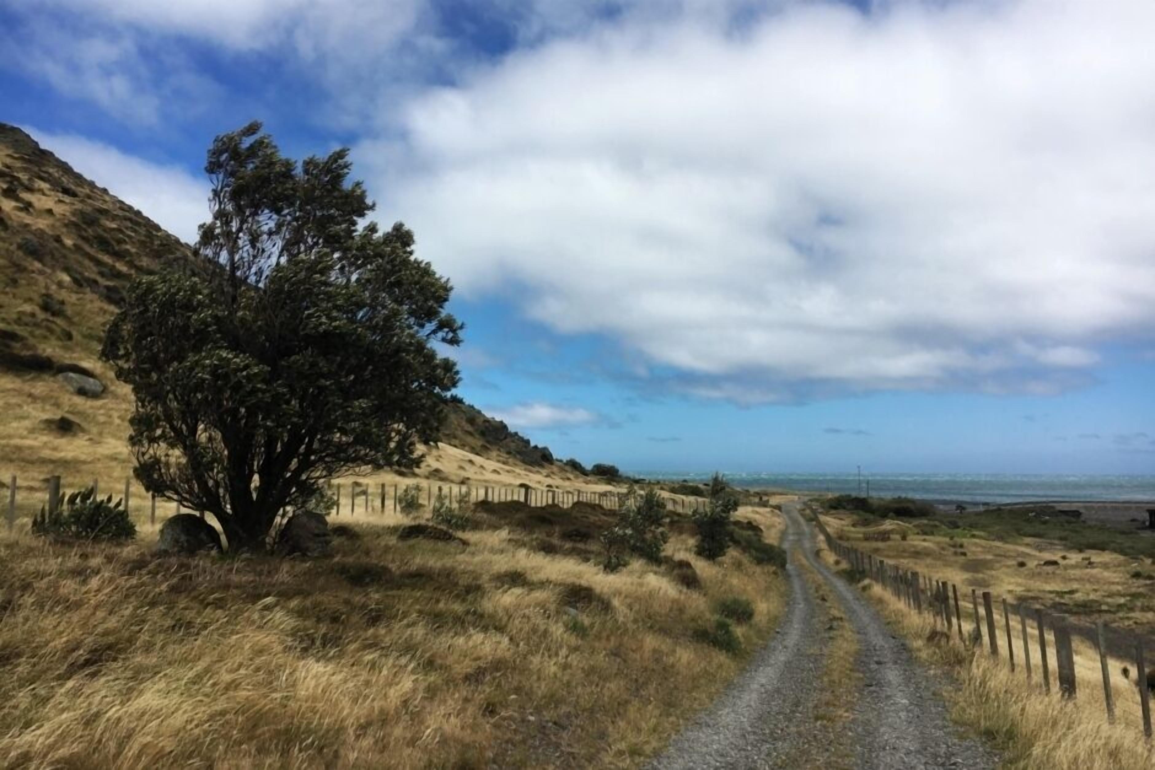 Un chemin de gravier mène à une plage, avec une clôture en bois et un grand arbre sur la gauche.