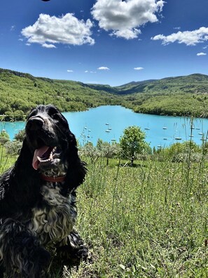 Pet-friendly