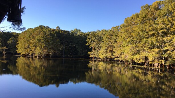Un lago tranquilo con árboles densos reflejándose en el agua.
